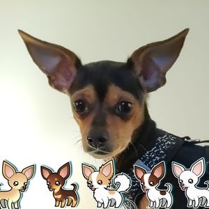 Meet your Posher, Melody